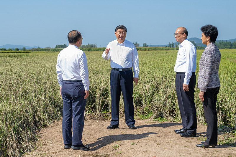 9月6日至8日，中共中央總書(shū)記、國家主席、中央軍委主席習近平在黑龍江考察。這是7日上午，習近平在遭受洪澇災害的哈爾濱尚志市老街基鄉龍王廟村，察看水稻受災情況。